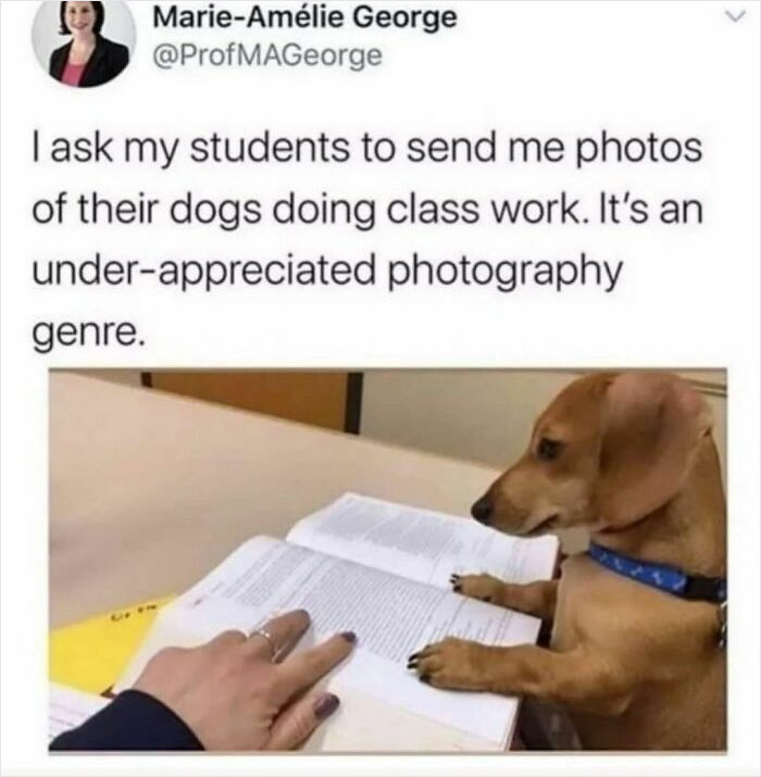 Un-Paw-Reciated Feel Free To Send Me Pictures Of Pets Doing Work. Bonus Points For Frogs. I'm Kinda Into Frogs Right Now