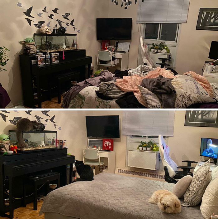 Bedroom before and after cleaning up showing a tidy bed, organized desk, piano, and pets relaxing peacefully.