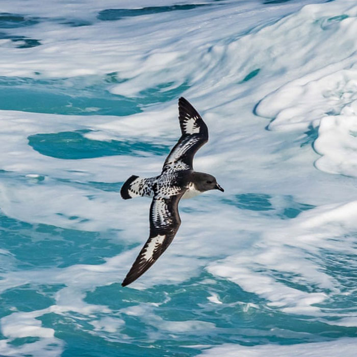 “BirdLife Australia” Released Their 2022 Calendar And It Features Incredible Bird Photographs