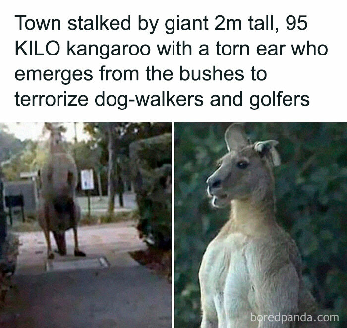 Kangaroozilla, Destroyer Of Bushfires