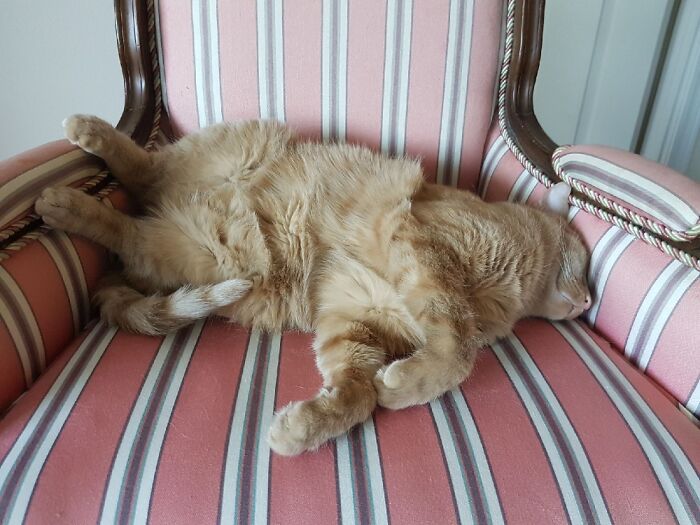 Hubert, The Master Of Chairs!