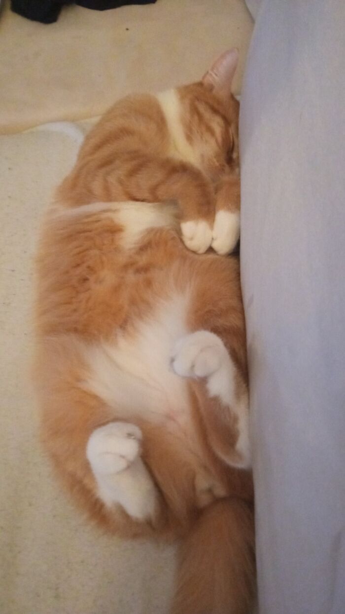 Just Chillin With Meowmy