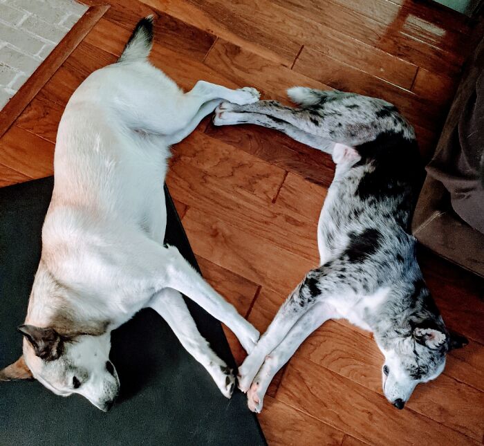 These Good Boys. We Adopted Bones (On The Right) On Halloween And They've Already Bonded!