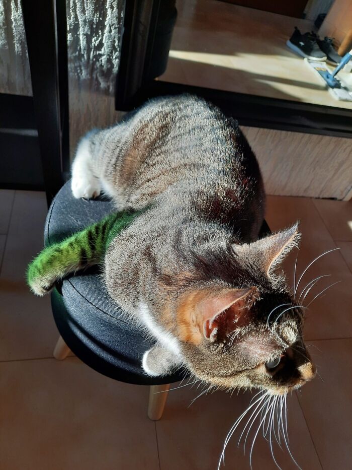 Sunlight Shined Through A Green Bottle.