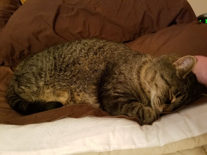 Snuggled Up In Mom & Dad's Bed