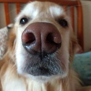 jumpy_the_squirrel100 avatar