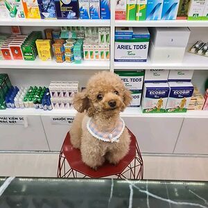 sondretangvald avatar