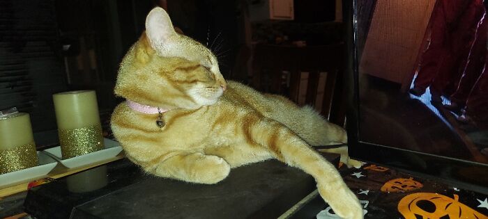 Lilith....my Call Of Duty Sidekick Lol Always Has To Lay/Sleep On The Ps4 Lol