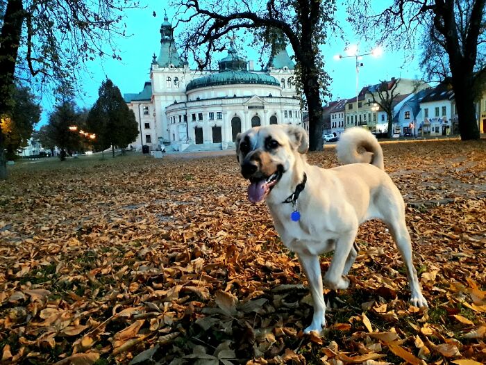 Lara On Her Way To The Theatre