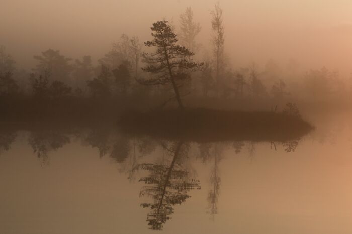 Early Morning In The Bog