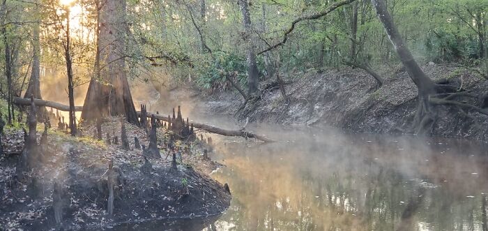 Withlacoochee State Forest Florida