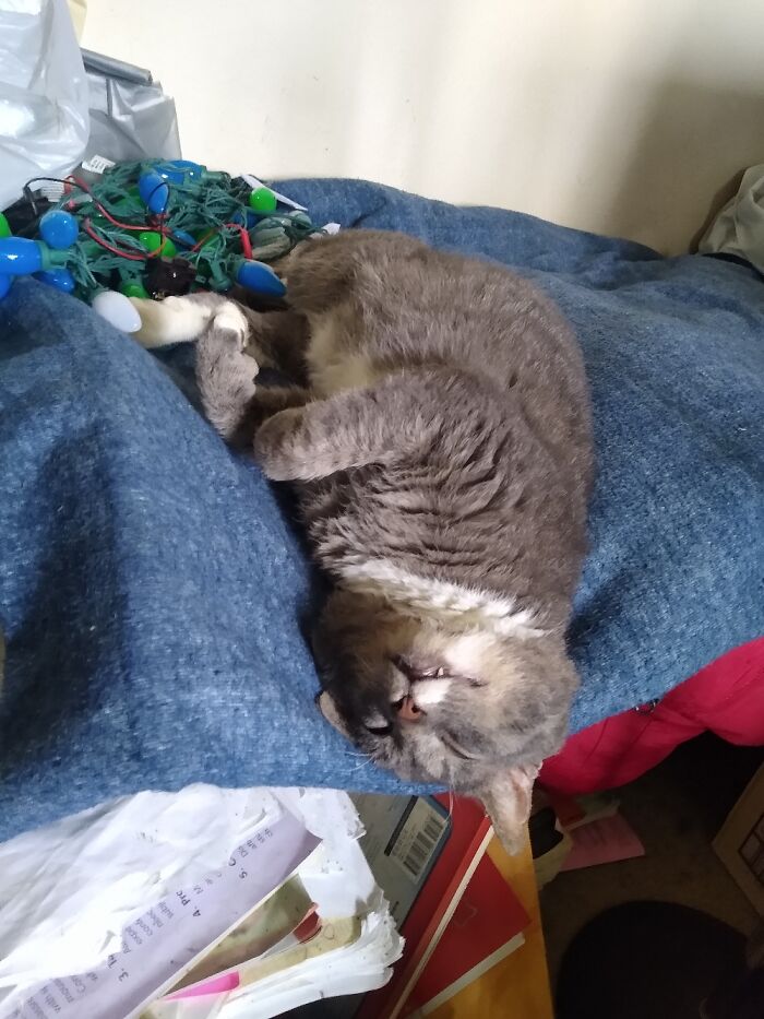 The Latest Rehab, Tiger, Catching A Little Indoor Shuteye.