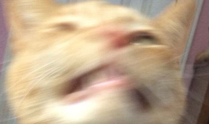 A Blurry Cat
