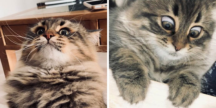 34 Fotos de este gato que tiene más expresiones faciales que la mayoría de los humanos