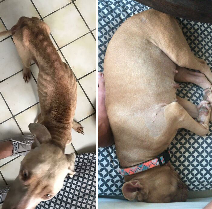 Robar el perro de alguien para que pueda tener una vida digna