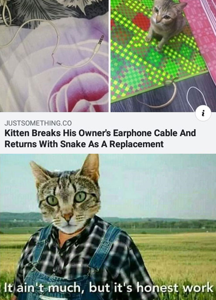 Cat breaks owner's earphone cable and returns with a snake, showcasing chaotic good actions with humorous honesty.