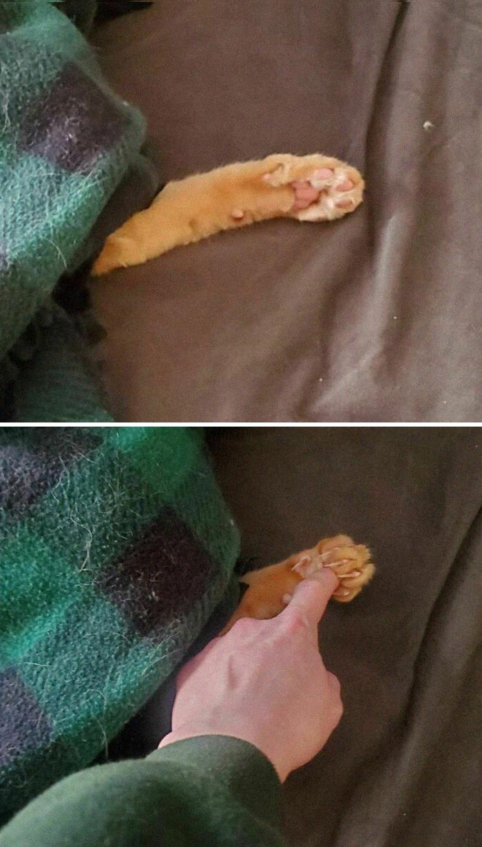 No pude evitar tocarle la patita