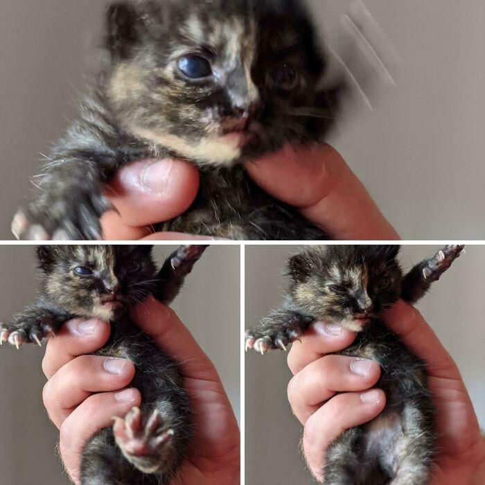 Las patitas asesinas más pequeñas del mundo