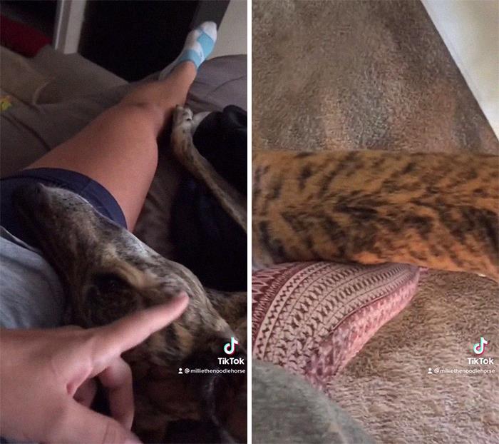 29 Facts About Dog Psychology Every Dog Owner Should Know, As Shared On This Viral TikTok Account