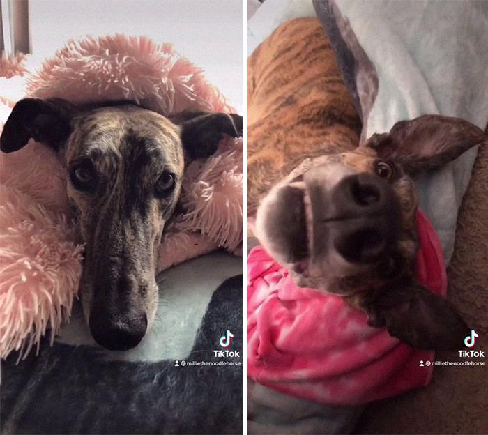 29 Facts About Dog Psychology Every Dog Owner Should Know, As Shared On This Viral TikTok Account