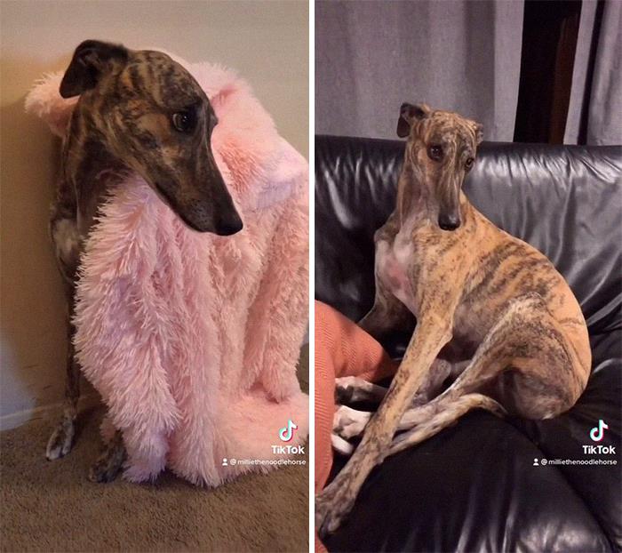 29 Facts About Dog Psychology Every Dog Owner Should Know, As Shared On This Viral TikTok Account