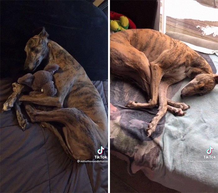 29 Facts About Dog Psychology Every Dog Owner Should Know, As Shared On This Viral TikTok Account