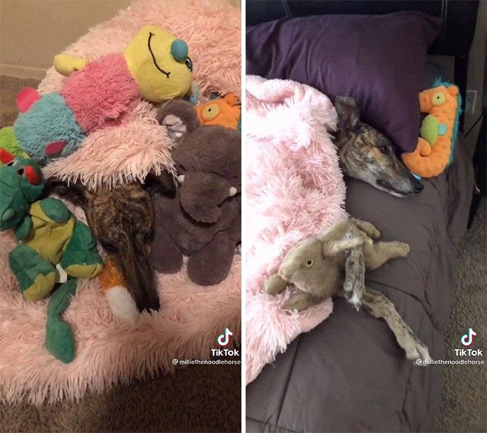 29 Facts About Dog Psychology Every Dog Owner Should Know, As Shared On This Viral TikTok Account