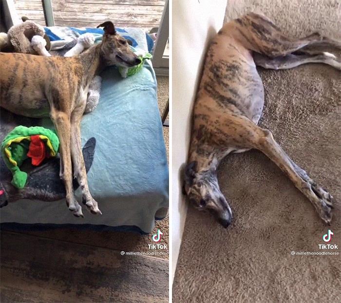 29 Facts About Dog Psychology Every Dog Owner Should Know, As Shared On This Viral TikTok Account