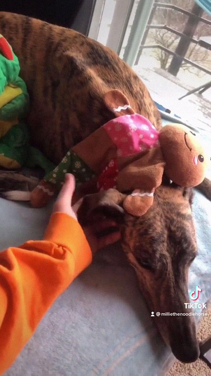 29 Facts About Dog Psychology Every Dog Owner Should Know, As Shared On This Viral TikTok Account