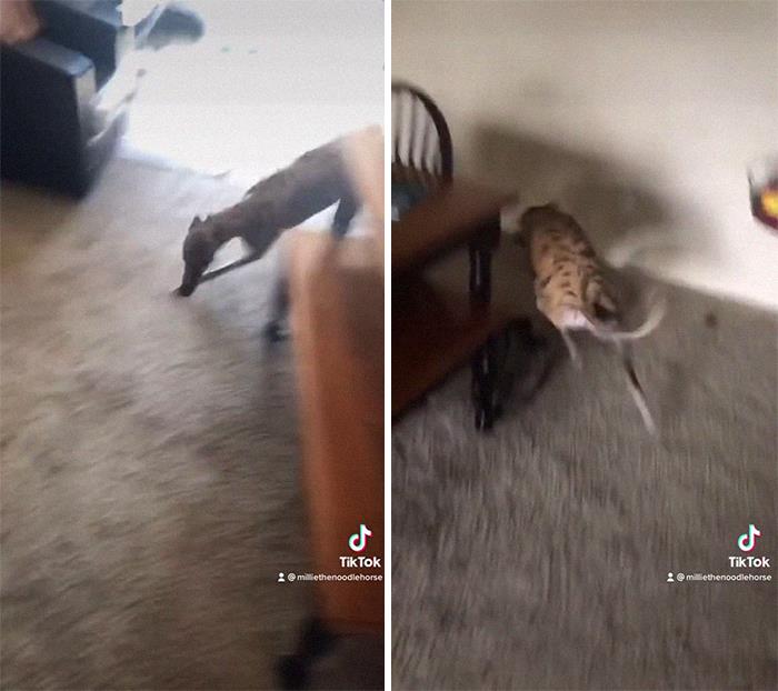 29 Facts About Dog Psychology Every Dog Owner Should Know, As Shared On This Viral TikTok Account