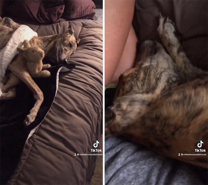 29 Facts About Dog Psychology Every Dog Owner Should Know, As Shared On This Viral TikTok Account