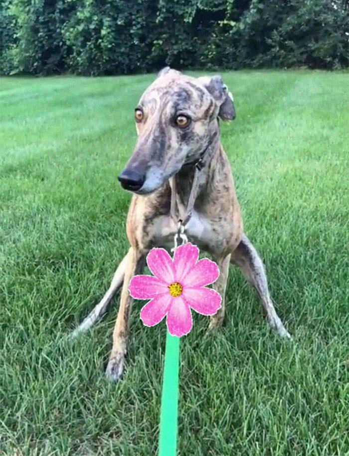 29 Facts About Dog Psychology Every Dog Owner Should Know, As Shared On This Viral TikTok Account