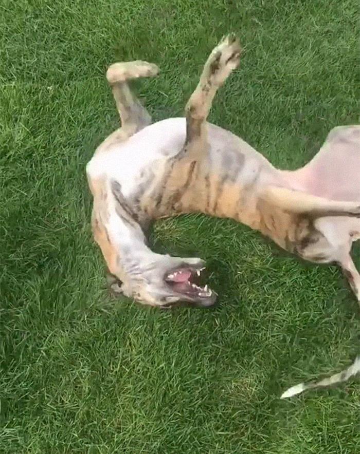 29 Facts About Dog Psychology Every Dog Owner Should Know, As Shared On This Viral TikTok Account