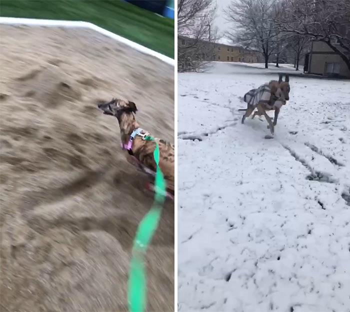 29 Facts About Dog Psychology Every Dog Owner Should Know, As Shared On This Viral TikTok Account