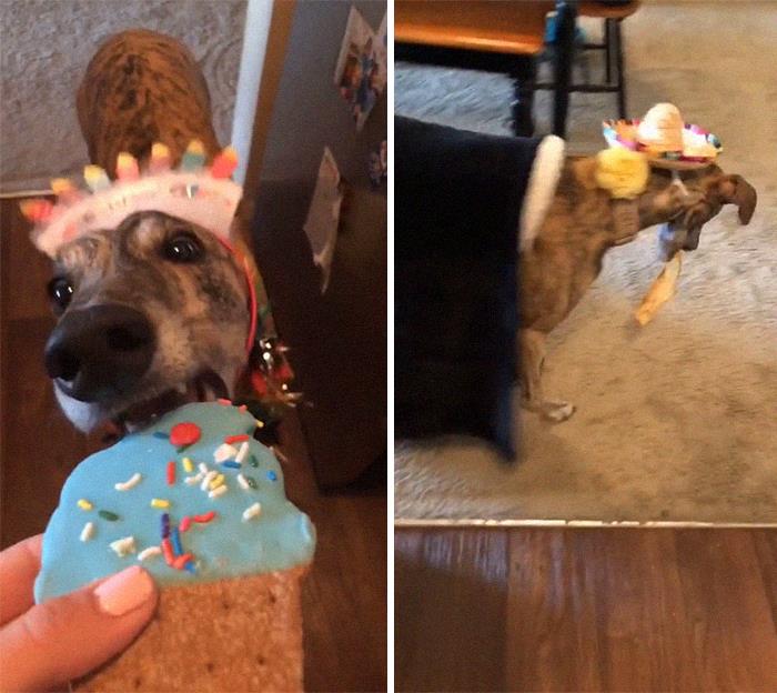 29 Facts About Dog Psychology Every Dog Owner Should Know, As Shared On This Viral TikTok Account