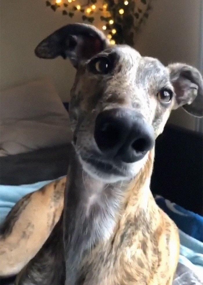 29 Facts About Dog Psychology Every Dog Owner Should Know, As Shared On This Viral TikTok Account