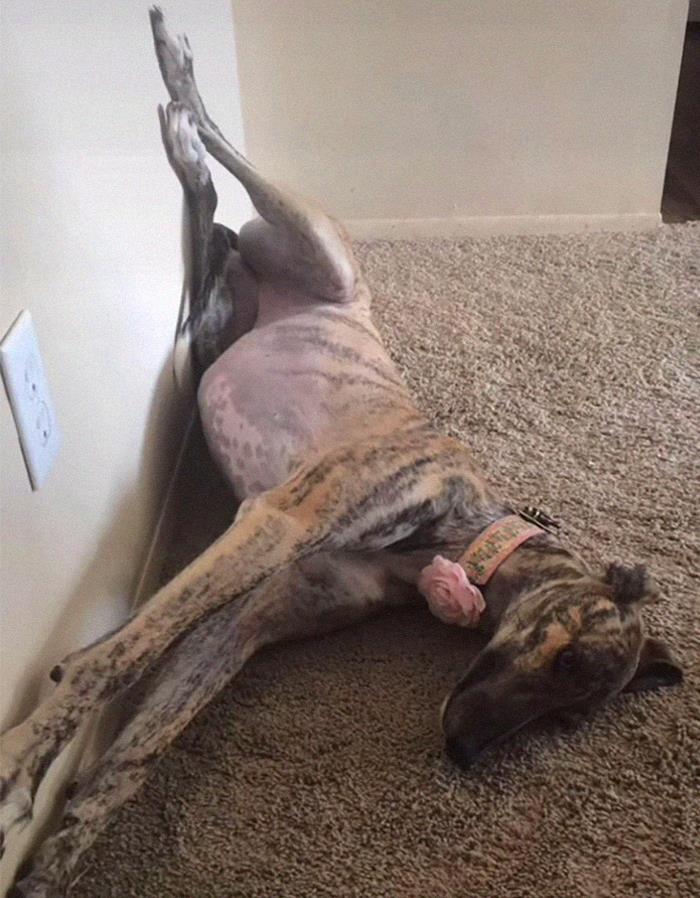 29 Facts About Dog Psychology Every Dog Owner Should Know, As Shared On This Viral TikTok Account