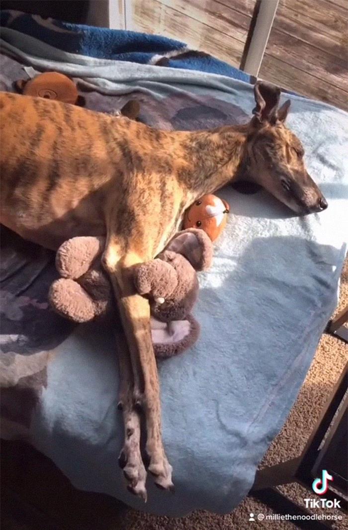 29 Facts About Dog Psychology Every Dog Owner Should Know, As Shared On This Viral TikTok Account