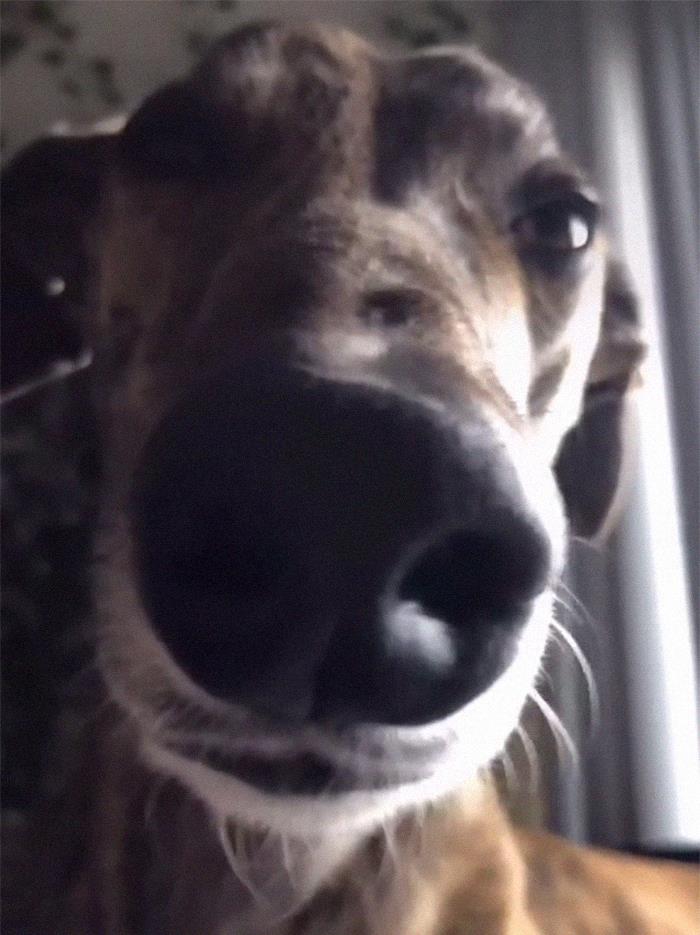 29 Facts About Dog Psychology Every Dog Owner Should Know, As Shared On This Viral TikTok Account