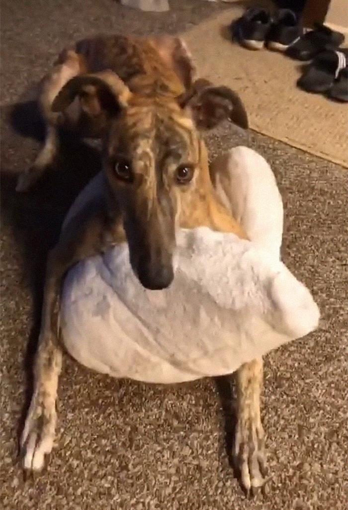 29 Facts About Dog Psychology Every Dog Owner Should Know, As Shared On This Viral TikTok Account