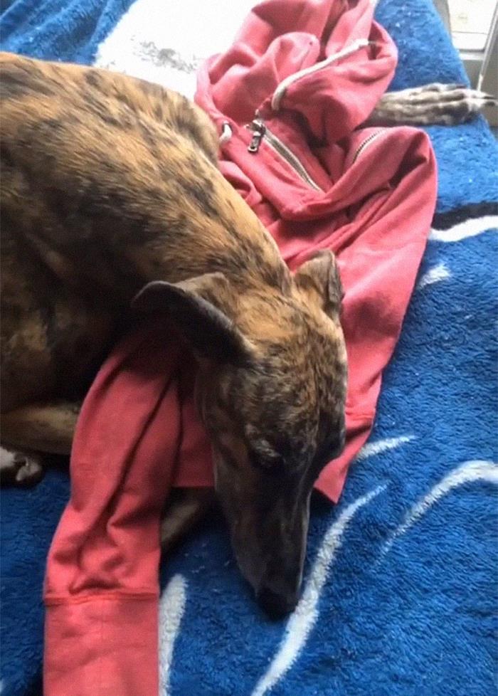 29 Facts About Dog Psychology Every Dog Owner Should Know, As Shared On This Viral TikTok Account