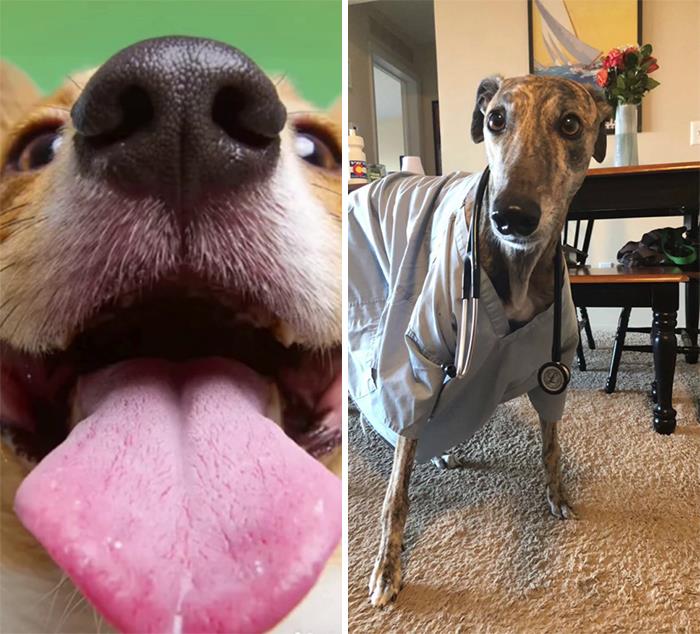 29 Facts About Dog Psychology Every Dog Owner Should Know, As Shared On This Viral TikTok Account