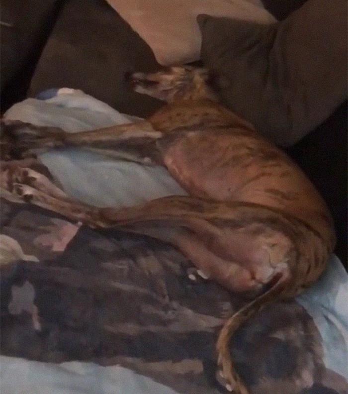 29 Facts About Dog Psychology Every Dog Owner Should Know, As Shared On This Viral TikTok Account