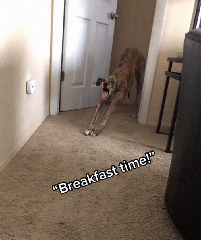 29 Facts About Dog Psychology Every Dog Owner Should Know, As Shared On This Viral TikTok Account