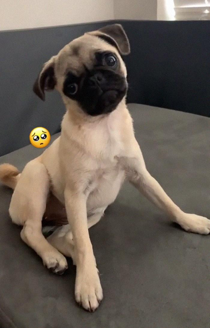 29 Facts About Dog Psychology Every Dog Owner Should Know, As Shared On This Viral TikTok Account