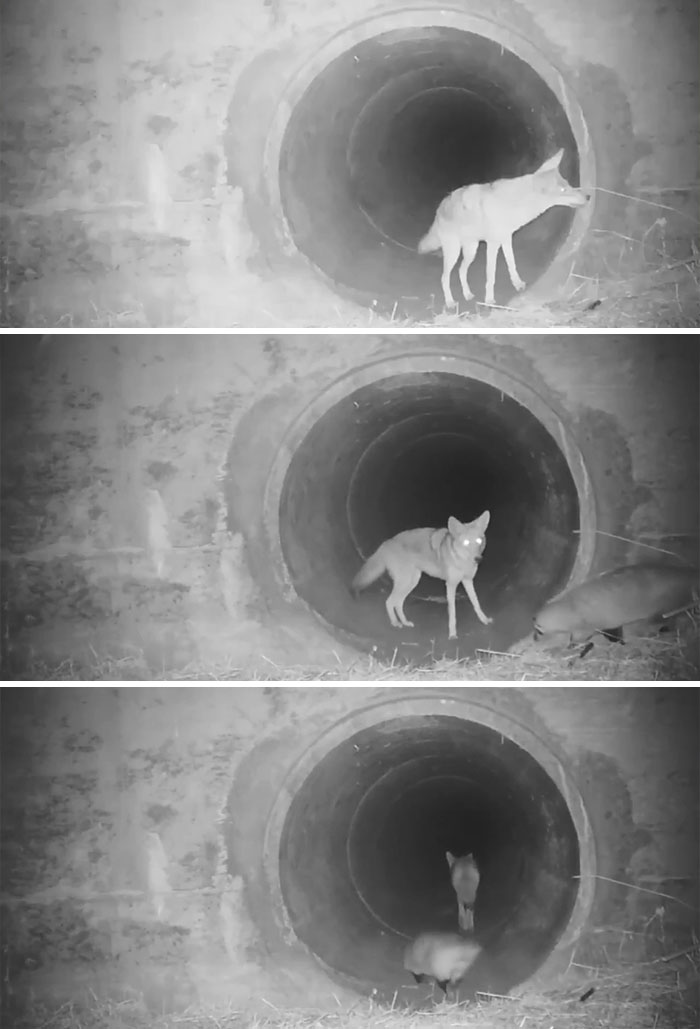 Coyote And A Badger “Teaming Up”