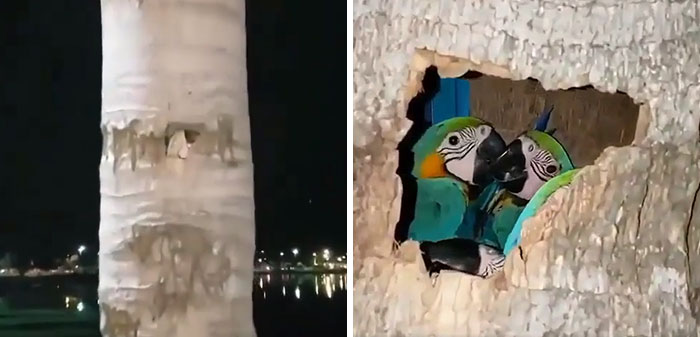 A Group Of Parrots Nesting Inside A Palm Tree