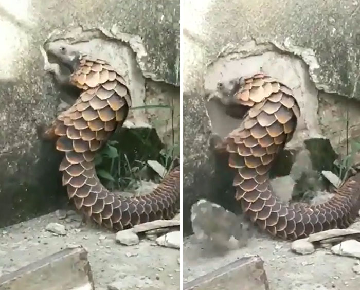 Pangolin Casually F**king Up A Wall