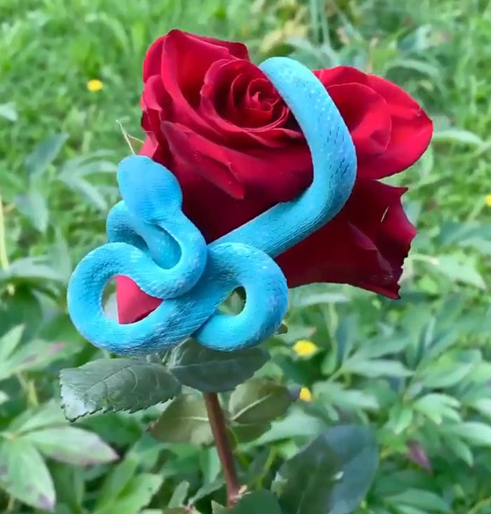 This Is A Blue Pit Viper