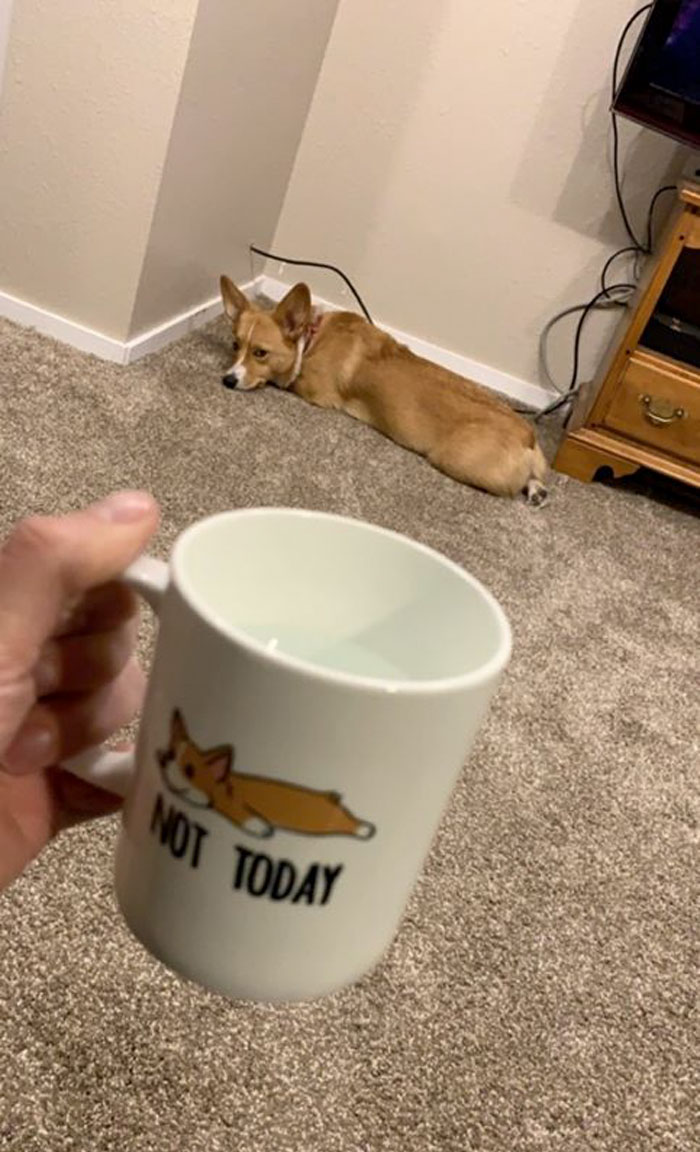 Gus Disapproves Of The Mug Making Fun Of Him